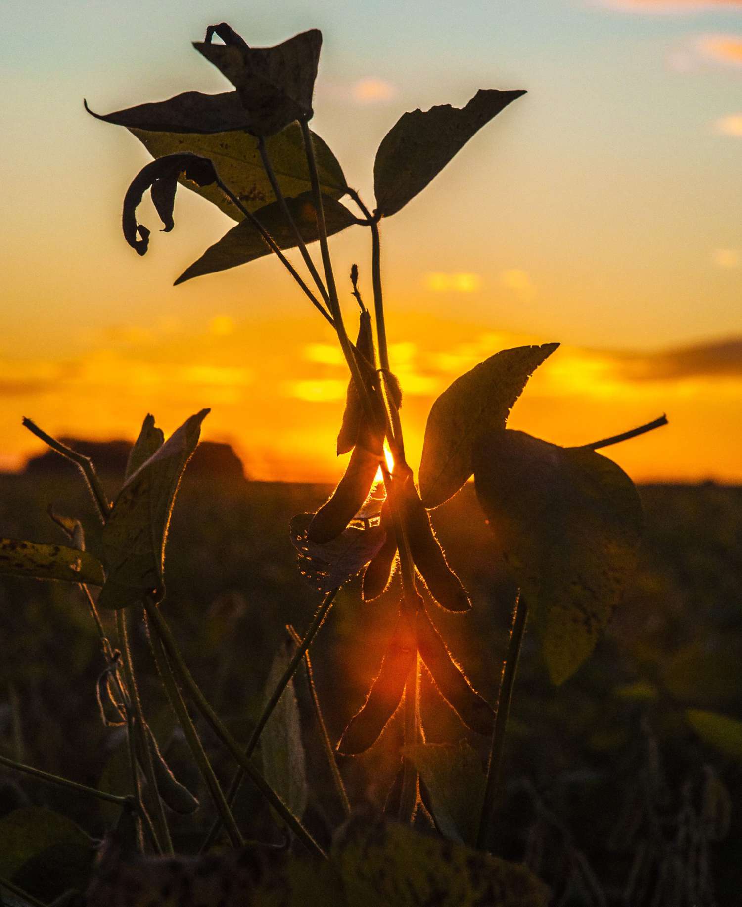 Corteva, BASF, and MS Technologies Team up to Create Soybeans With Nematode-resistant Trait