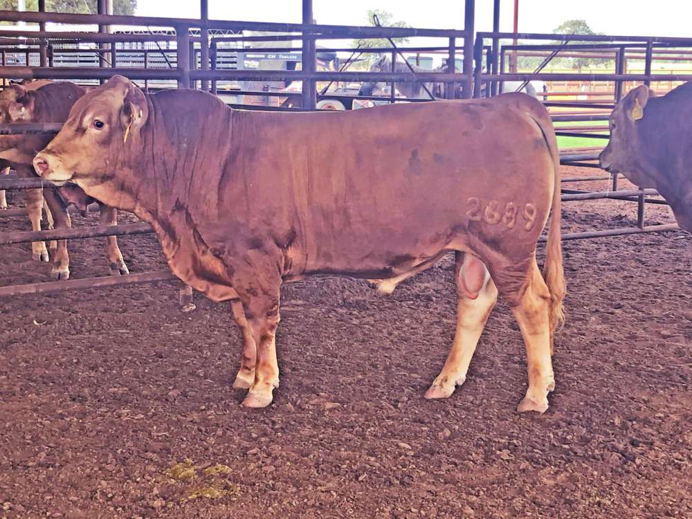 Calf Buyback Programs Can Make Upgrading the Genetics of Your Beef Herd Pay Off