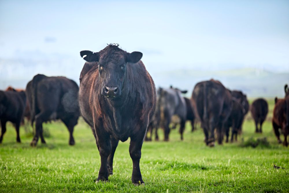 The Benefits of Rotational Grazing