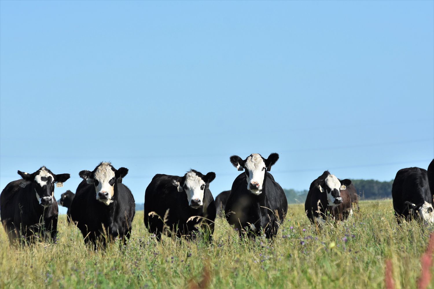 A Quicker Change for Cow Herd Genetics