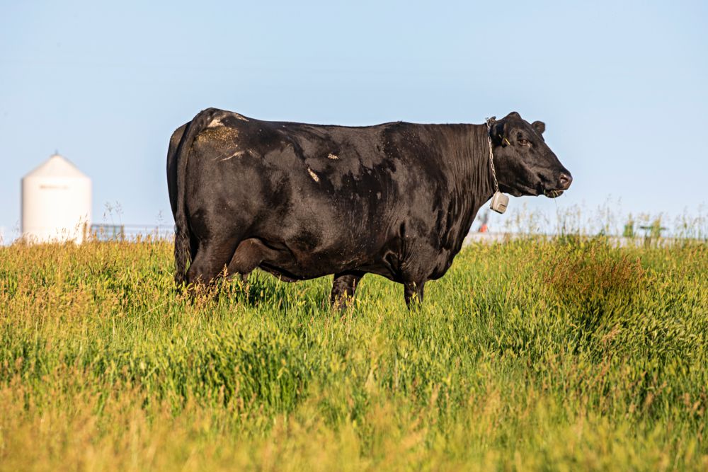 Could Your Ranch Go Fenceless?