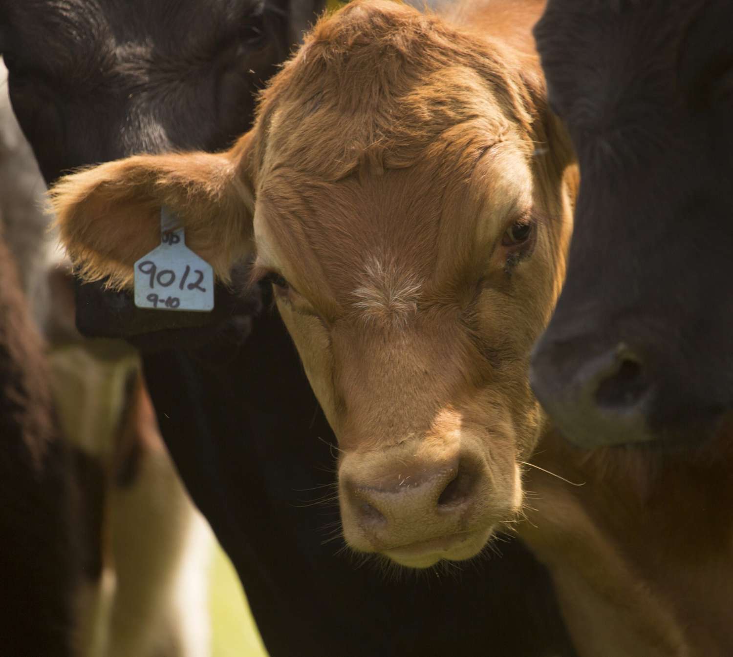 Manage Cows With Facial Recognition Technology