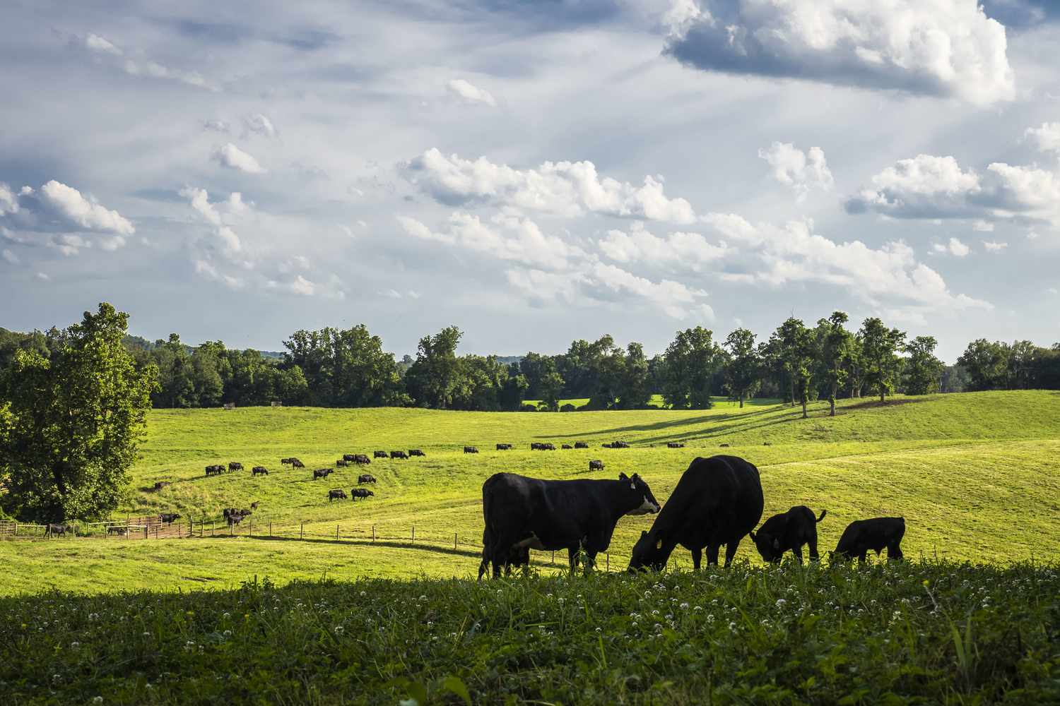 Are Probiotics Right for Grazing Cattle?