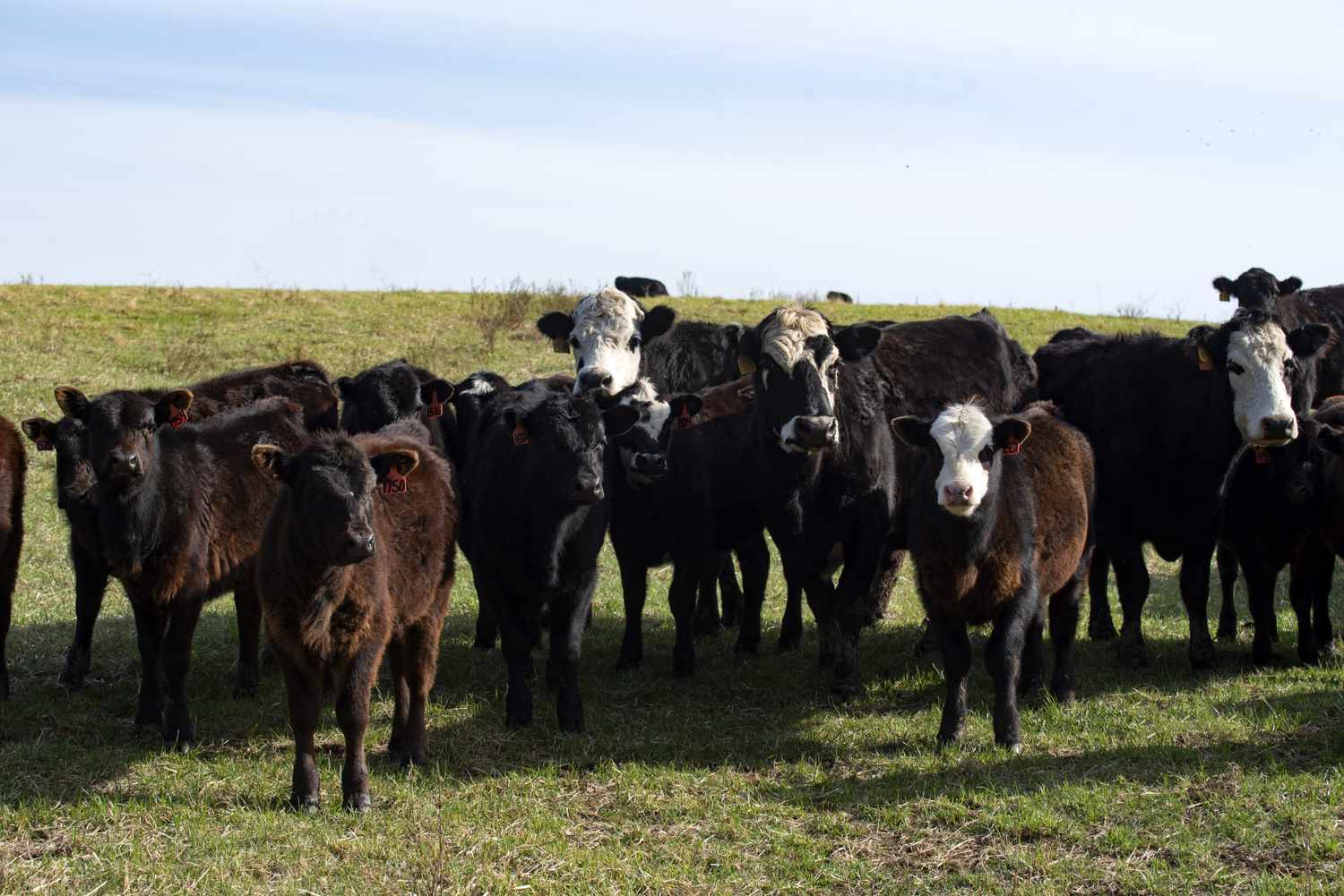 Weaning Season May Be the Overlooked 60 Days