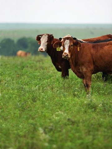 16 Common Cattle Breeds